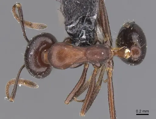Monomorium salomonis specimen CASENT0913839 image casent0913839_1