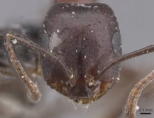 Monomorium salomonis specimen CASENT0913839 image casent0913839_2