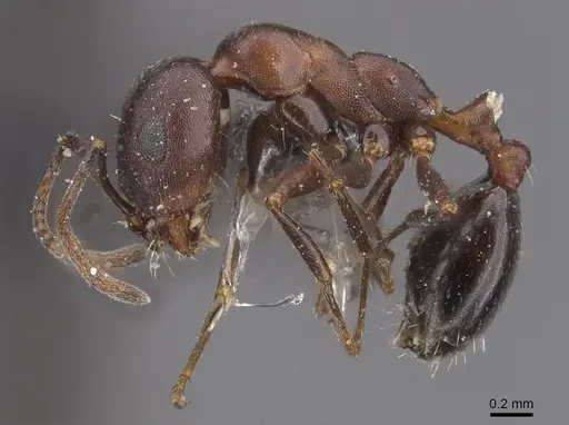 Monomorium salomonis specimen CASENT0913839 image casent0913839_3