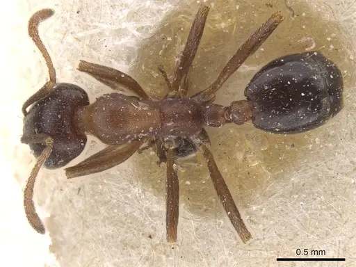 Monomorium salomonis specimen CASENT0913840 image casent0913840_1