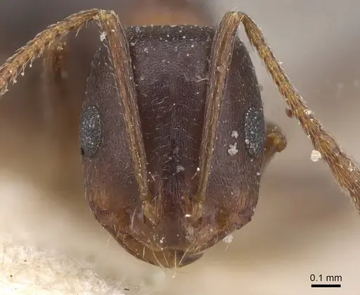 Monomorium salomonis specimen CASENT0913840 image casent0913840_2