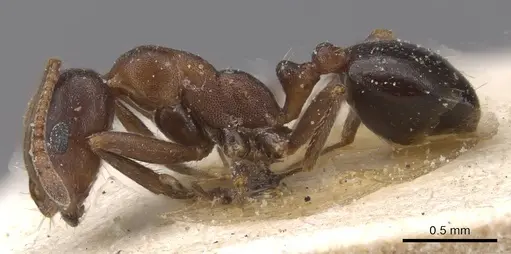 Monomorium salomonis specimen CASENT0913840 image casent0913840_3