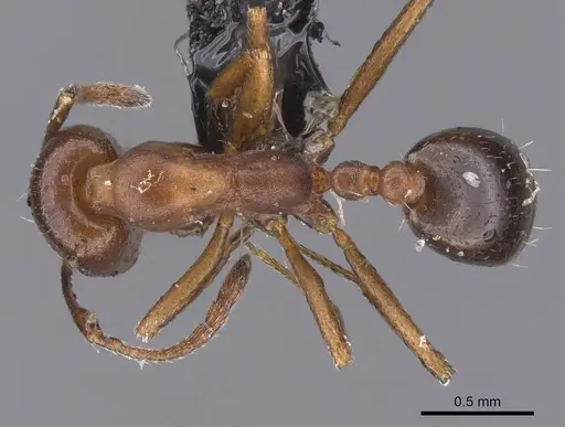 Monomorium salomonis specimen CASENT0913841 image casent0913841_1