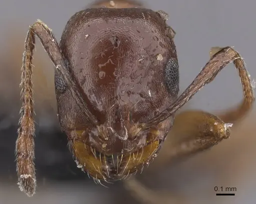 Monomorium salomonis specimen CASENT0913841 image casent0913841_2