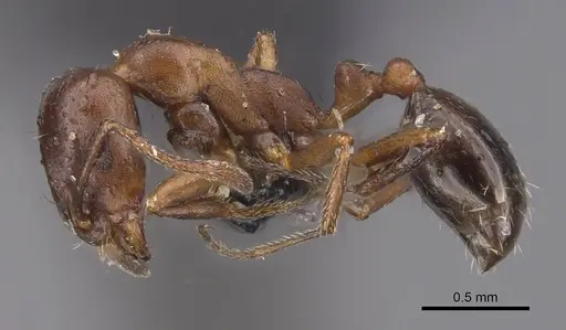 Monomorium salomonis specimen CASENT0913841 image casent0913841_3