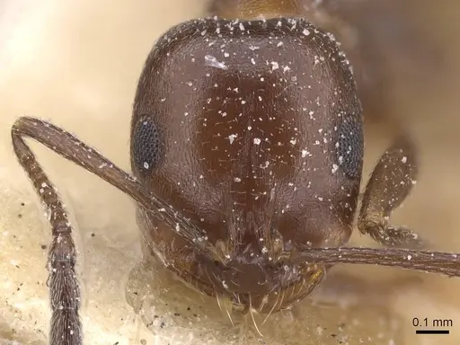 Monomorium salomonis specimen CASENT0913842 image casent0913842_2