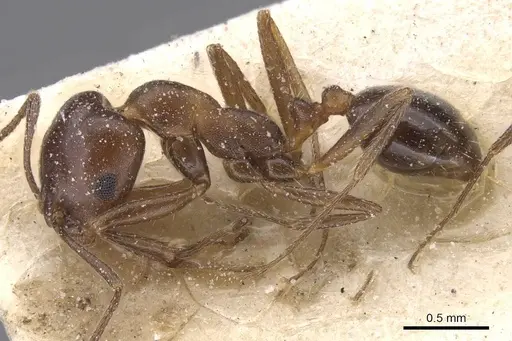 Monomorium salomonis specimen CASENT0913842 image casent0913842_3