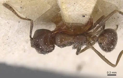Monomorium salomonis specimen CASENT0913843 image casent0913843_1