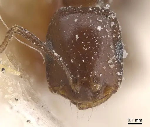 Monomorium salomonis specimen CASENT0913843 image casent0913843_2