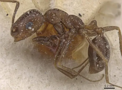 Monomorium salomonis specimen CASENT0913843 image casent0913843_3
