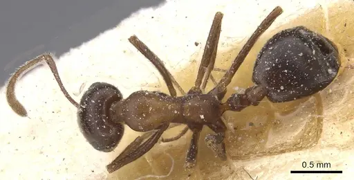 Monomorium salomonis specimen CASENT0913847 image casent0913847_1