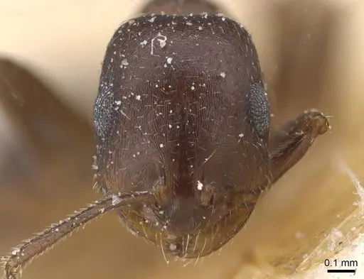 Monomorium salomonis specimen CASENT0913847 image casent0913847_2