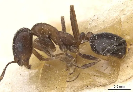 Monomorium salomonis specimen CASENT0913847 image casent0913847_3