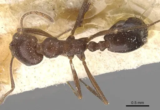 Monomorium salomonis specimen CASENT0913848 image casent0913848_1