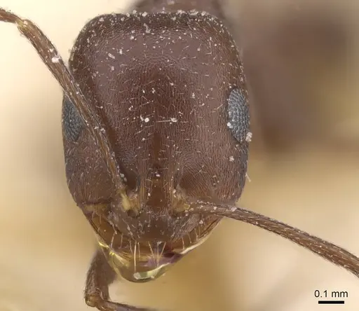 Monomorium salomonis specimen CASENT0913848 image casent0913848_2