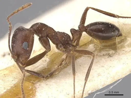 Monomorium salomonis specimen CASENT0913848 image casent0913848_3