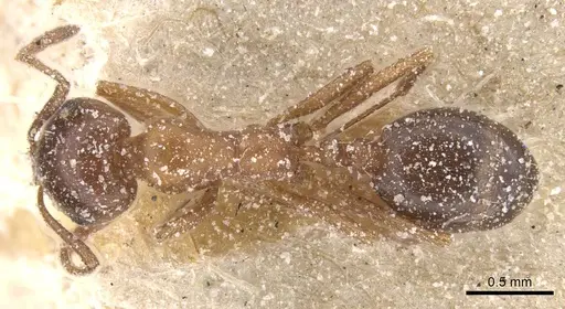 Monomorium salomonis specimen CASENT0913849 image casent0913849_1