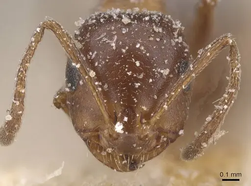 Monomorium salomonis specimen CASENT0913849 image casent0913849_2