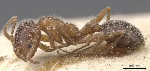 Monomorium salomonis specimen CASENT0913849 image casent0913849_3