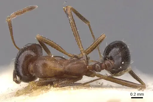 Monomorium salomonis specimen CASENT0913850 image casent0913850_1