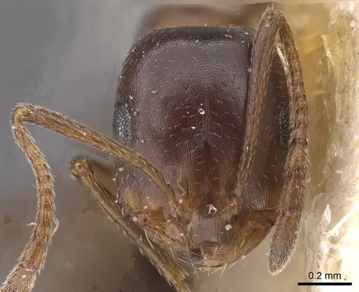 Monomorium salomonis specimen CASENT0913850 image casent0913850_2