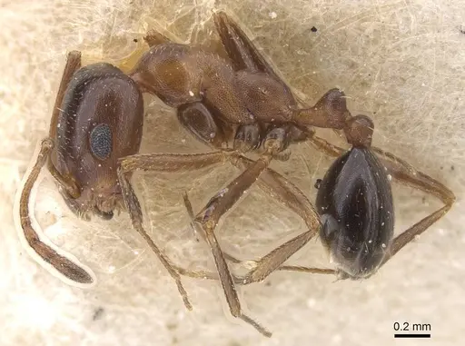 Monomorium salomonis specimen CASENT0913850 image casent0913850_3