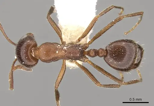 Monomorium salomonis specimen CASENT0914319 image casent0914319_1