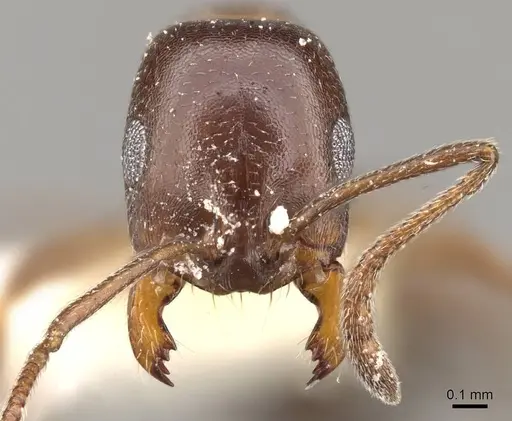 Monomorium salomonis specimen CASENT0914319 image casent0914319_2
