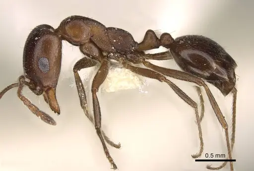 Monomorium salomonis specimen CASENT0914319 image casent0914319_3
