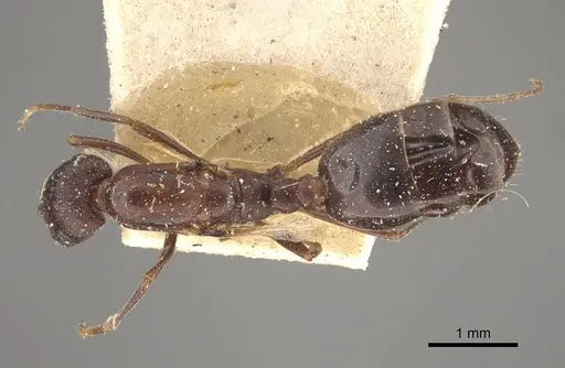 Monomorium salomonis specimen CASENT0917002 image casent0917002_2