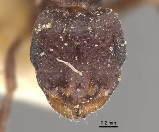 Monomorium salomonis specimen CASENT0917002 image casent0917002_3
