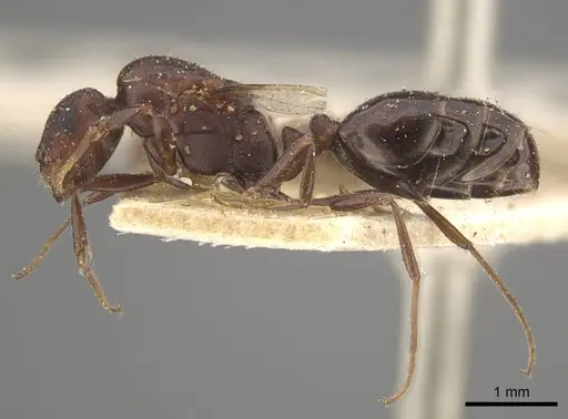 Monomorium salomonis specimen CASENT0917002 image casent0917002_4