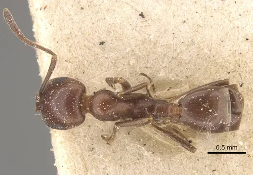 Monomorium salomonis specimen CASENT0917003 image casent0917003_1