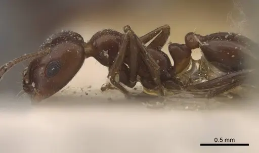 Monomorium salomonis specimen CASENT0917003 image casent0917003_3