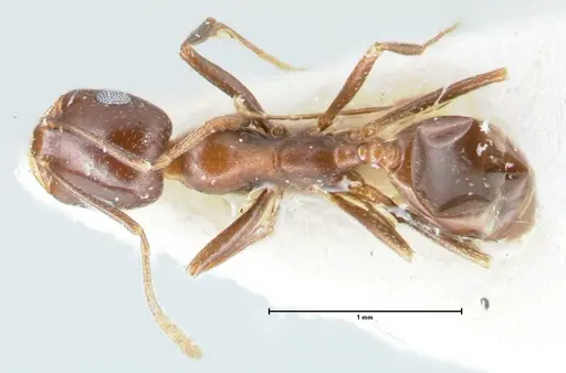 Monomorium salomonis specimen FOCOL1731 image focol1731_1