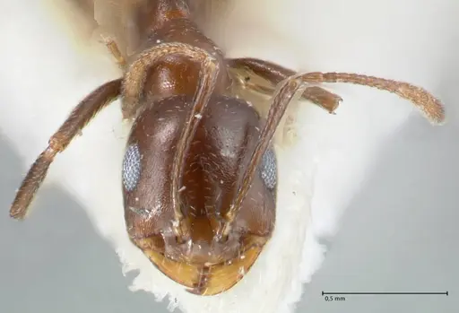 Monomorium salomonis specimen FOCOL1731 image focol1731_2