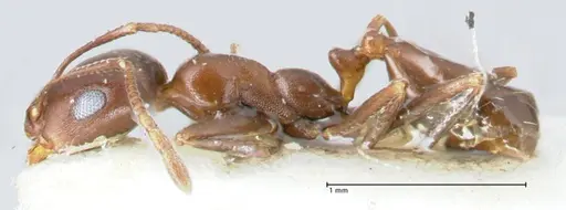 Monomorium salomonis specimen FOCOL1731 image focol1731_3