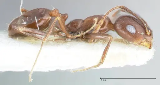 Monomorium salomonis specimen FOCOL1731 image focol1731_4