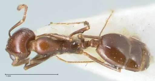 Monomorium salomonis specimen FOCOL1732 image focol1732_1