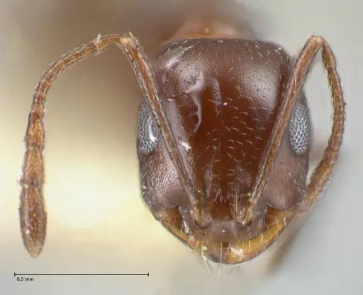 Monomorium salomonis specimen FOCOL1732 image focol1732_2