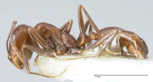 Monomorium salomonis specimen FOCOL1732 image focol1732_3