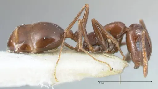Monomorium salomonis specimen FOCOL1732 image focol1732_4