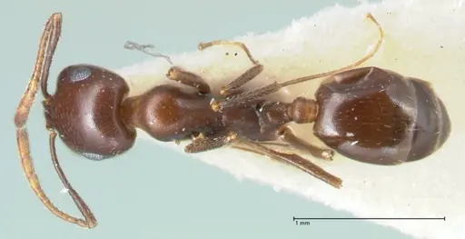 Monomorium salomonis specimen FOCOL1733 image focol1733_1