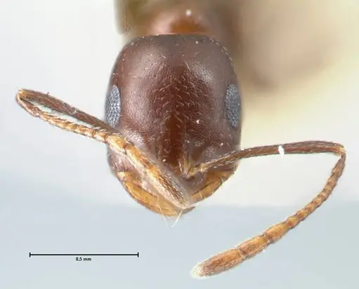 Monomorium salomonis specimen FOCOL1733 image focol1733_2