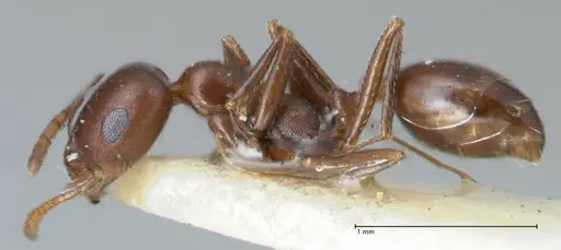 Monomorium salomonis specimen FOCOL1733 image focol1733_3