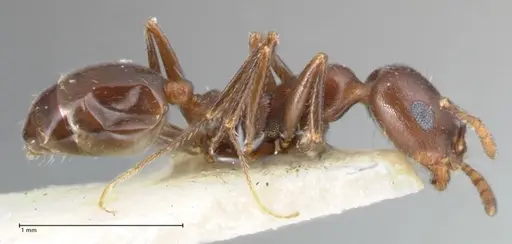 Monomorium salomonis specimen FOCOL1733 image focol1733_4