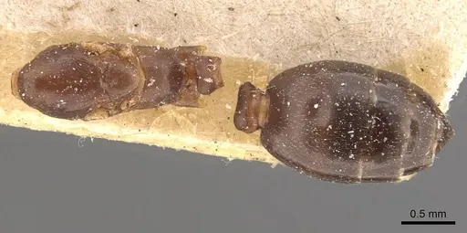 Monomorium santschii specimen CASENT0908779 image casent0908779_1