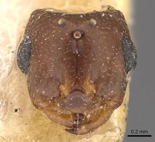 Monomorium santschii specimen CASENT0908779 image casent0908779_2