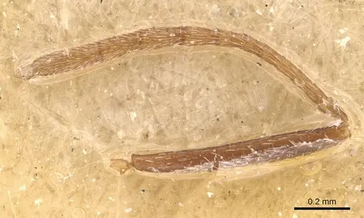 Monomorium santschii specimen CASENT0908779 image casent0908779_3