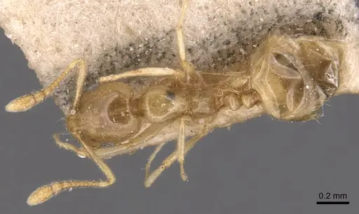 Monomorium schultzei specimen CASENT0904593 image casent0904593_1